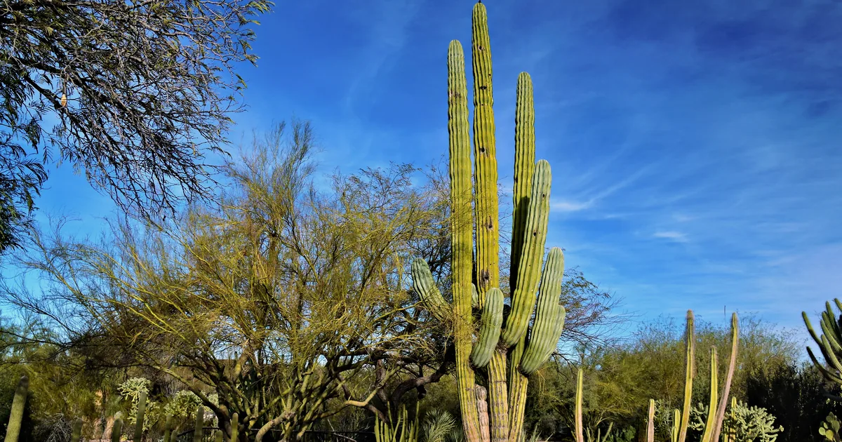 A tall, many-armed cactus and a green-barked palo verde tree against a deep blue desert sky.